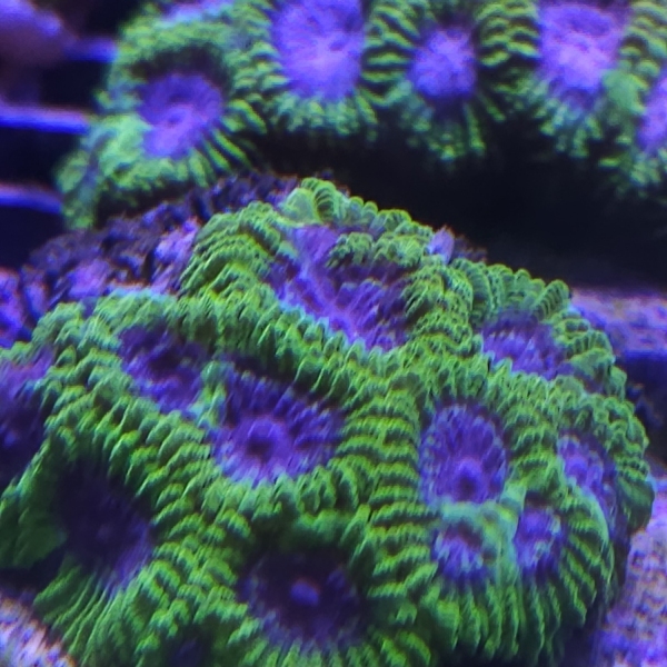 LPS korala - WWC Space Monkey Favia