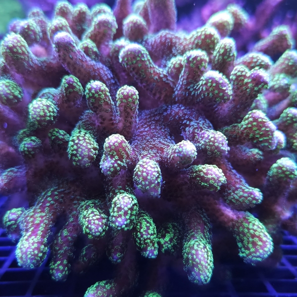 SPS korala - Stylophora pistillata pink/green 