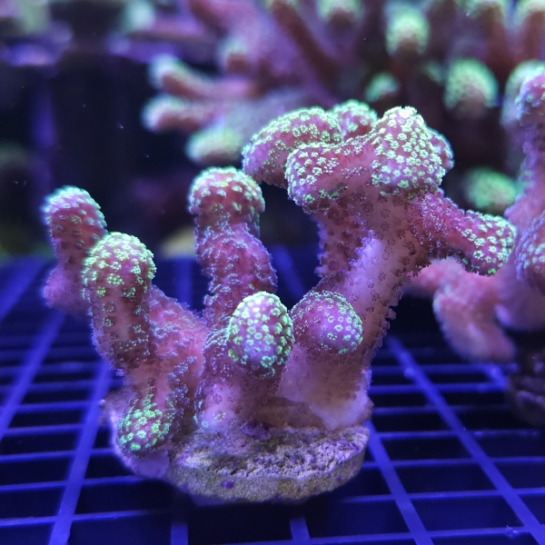 SPS korala - Stylophora pistillata pink/green 