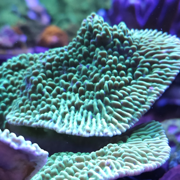 SPS korala - Appleberry  montipora