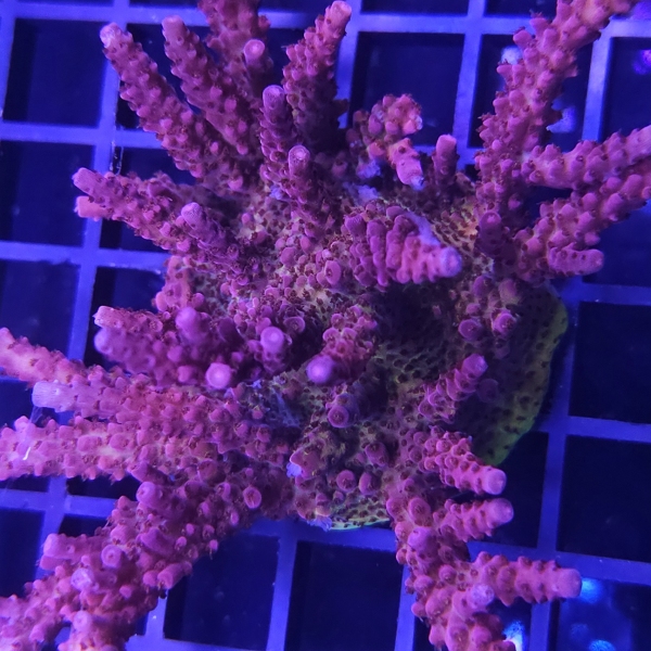SPS korala - PC Rainbow Acropora