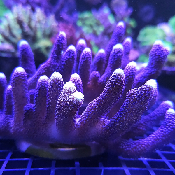 SPS koralj - Stylophora pistilata 