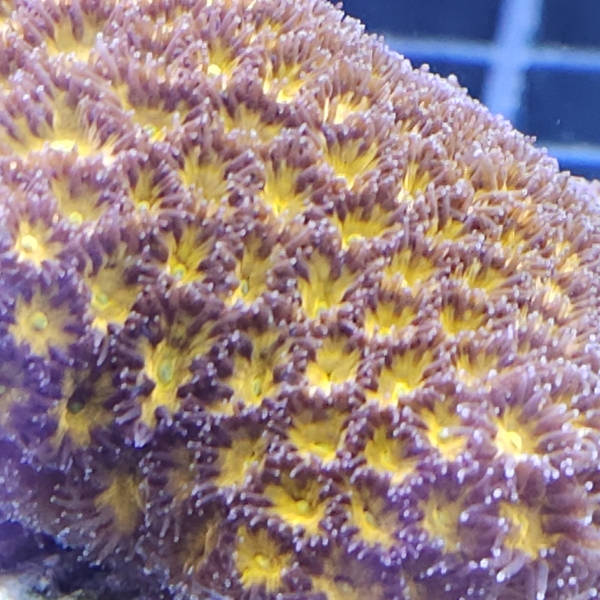 LPS koralj - Leptastrea Orange/Green/Blue Tips