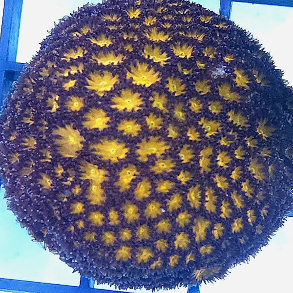 LPS koralj - Leptastrea Orange/Green/Blue Tips