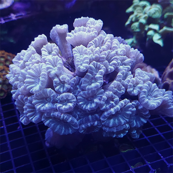 LPS korala - Caulastrea mint green