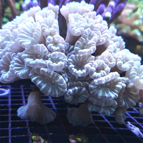 LPS korala - Caulastrea mint green