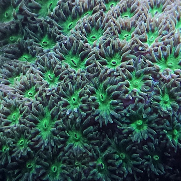 LPS korala - Green Leptastrea