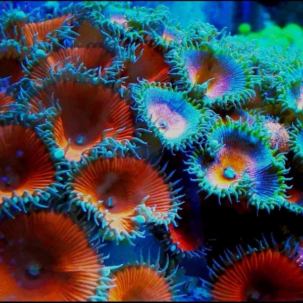 Zoanthus - Captain America Palythoa