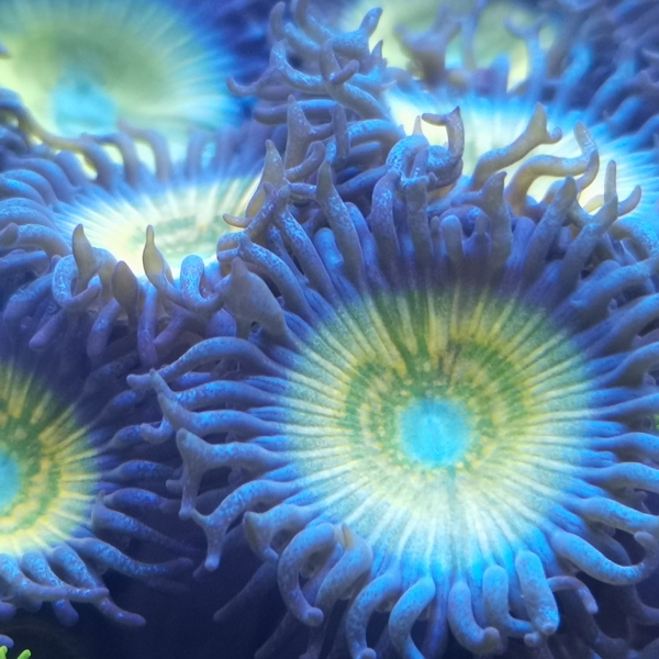 Zoanthus - Citrus Cooler