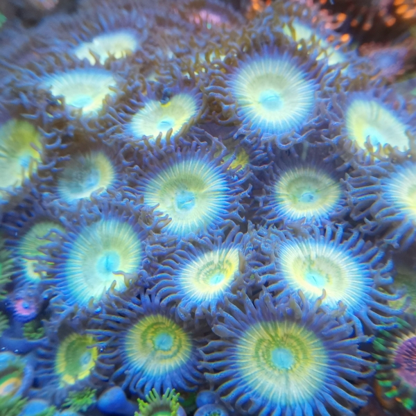 Zoanthus - Citrus Cooler