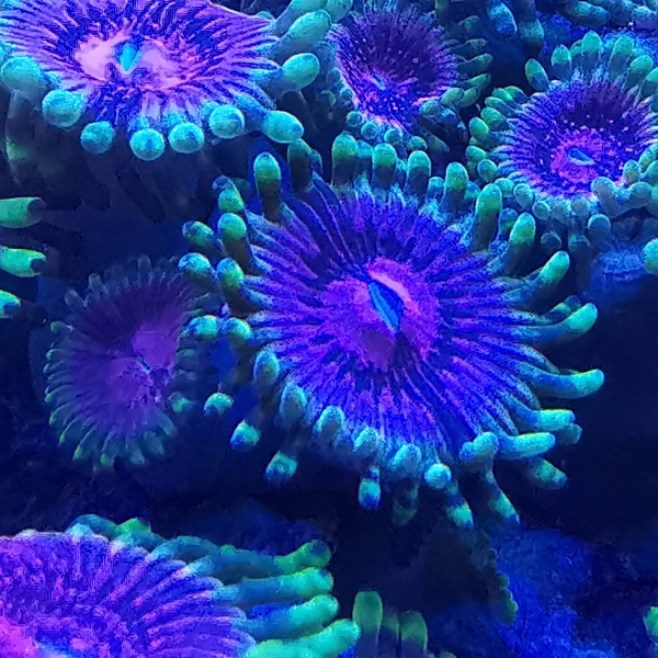 Zoanthus - Fake lime chilli