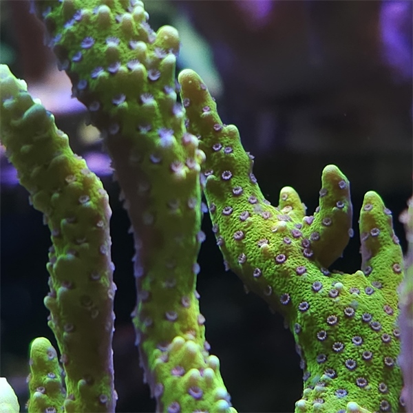 SPS korala - Incredible Hulk  Montipora