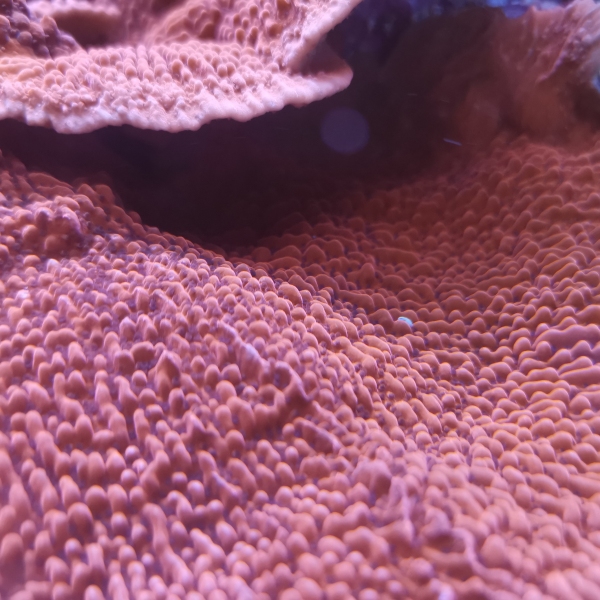 SPS koralj -JF Meanstreak montipora