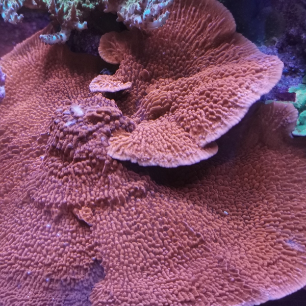 SPS koralj -JF Meanstreak montipora