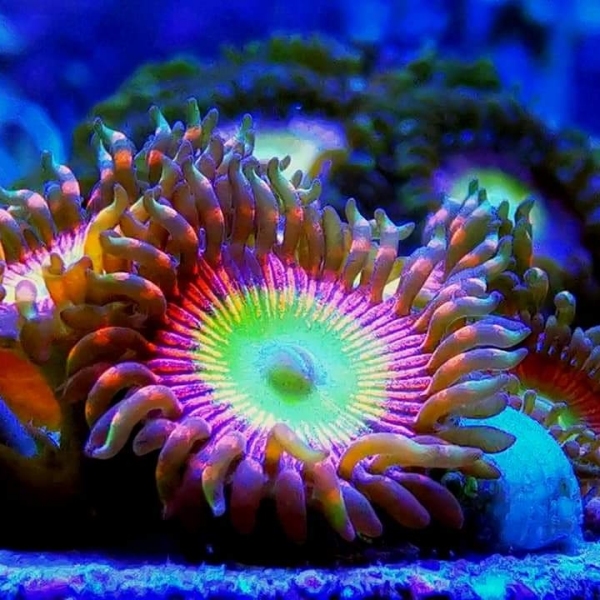 Zoanthus - JP Bowser