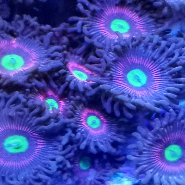 Zoanthus - Lord of the rings