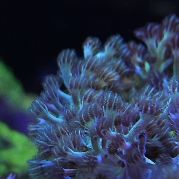 Sinularia Super Green