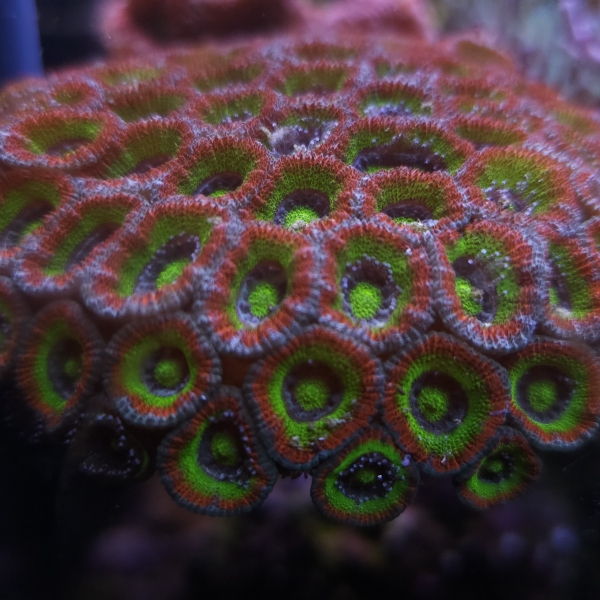 LPS korala - Holy grail micromussa 