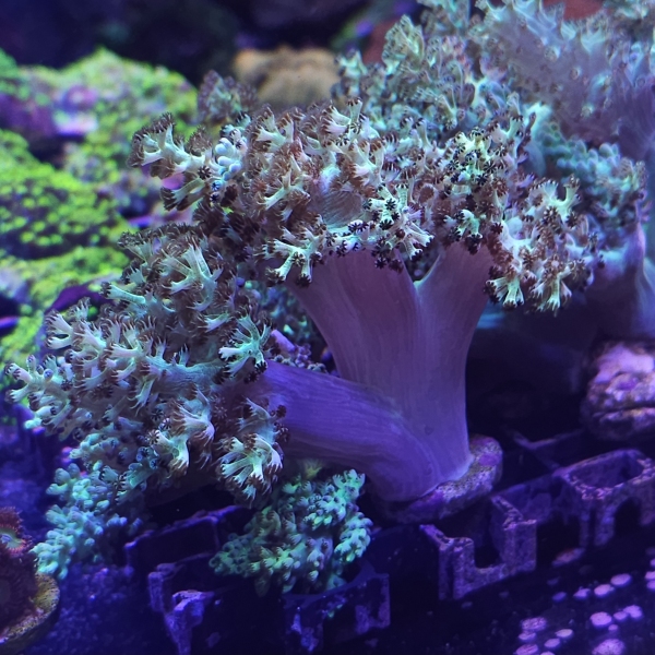 Sinularia Super Green