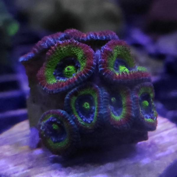 LPS korala - Holy grail micromussa 