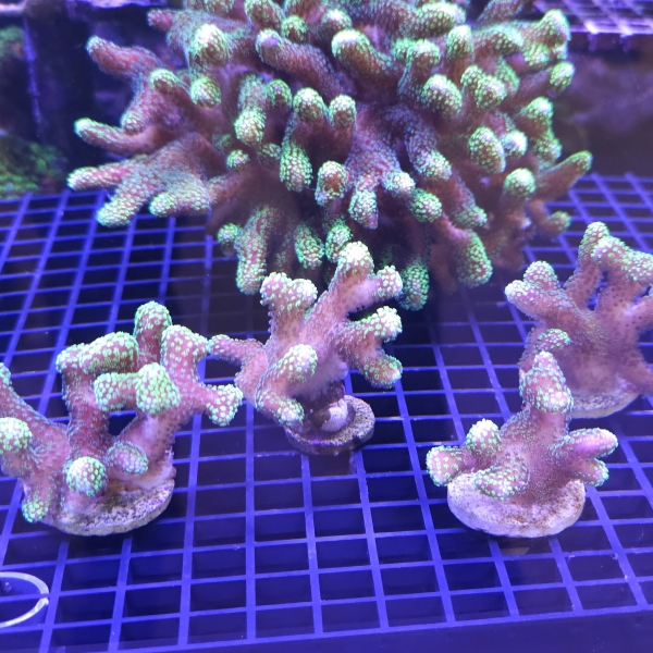 SPS korala - Stylophora pistillata pink/green 