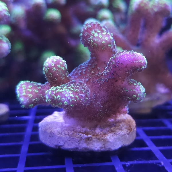 SPS korala - Stylophora pistillata pink/green 