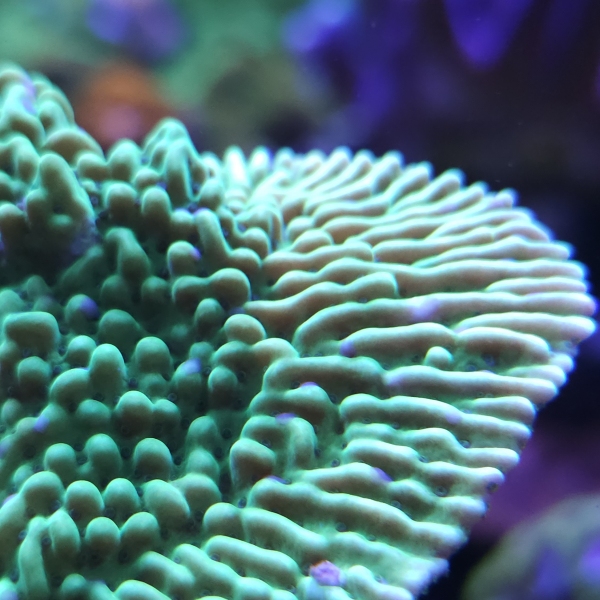 SPS korala - Appleberry  montipora