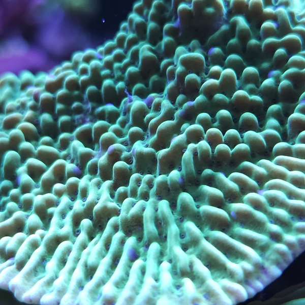 SPS korala - Appleberry  montipora