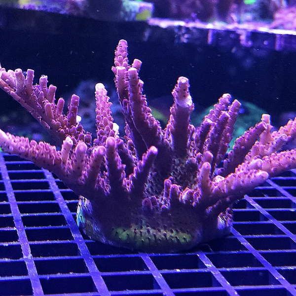 SPS korala - PC Rainbow Acropora