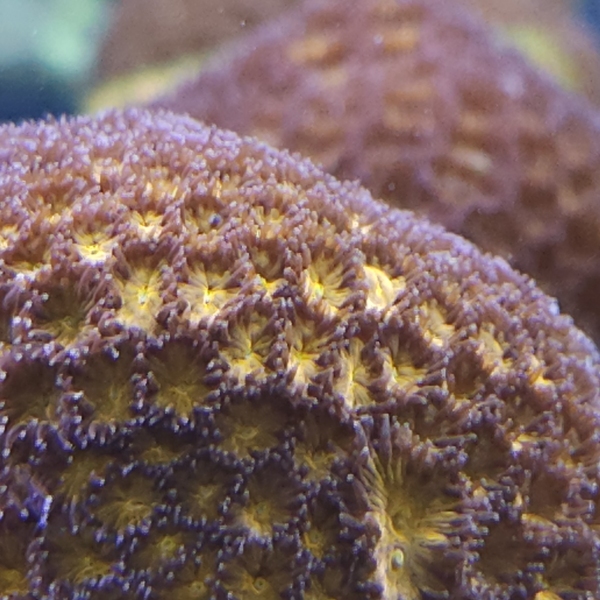 LPS koralj - Leptastrea Orange/Green/Blue Tips