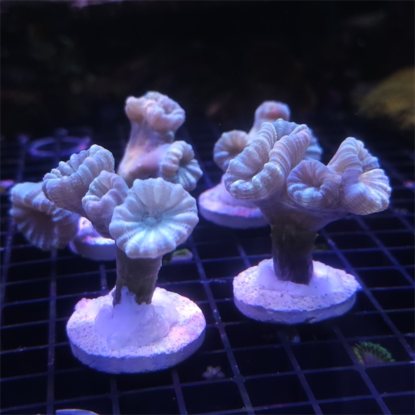 LPS koralj - Caulastrea mint green