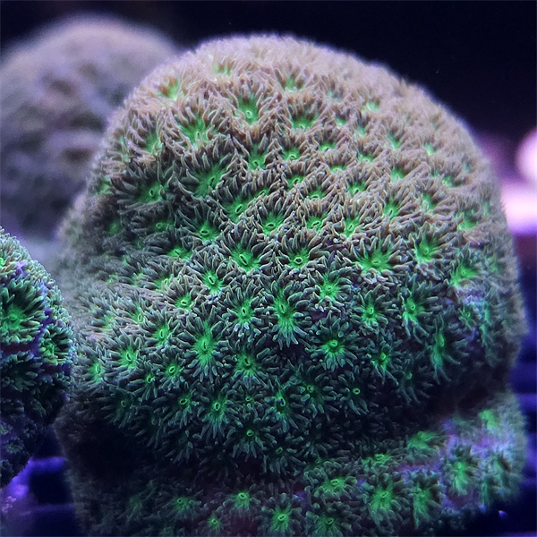 LPS korala - Green Leptastrea