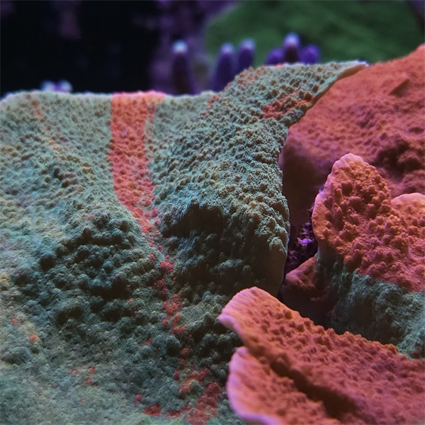 SPS korala - Grafted Montipora Capricornis