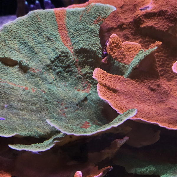 SPS korala - Grafted Montipora Capricornis