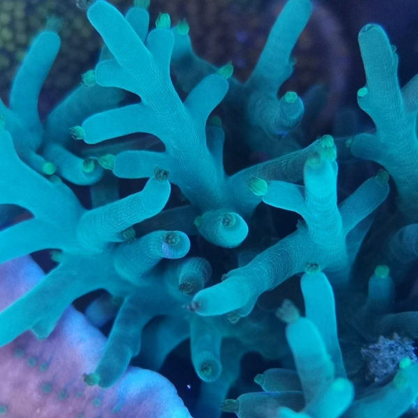 SPS korala - Hawkins Echinata acropora