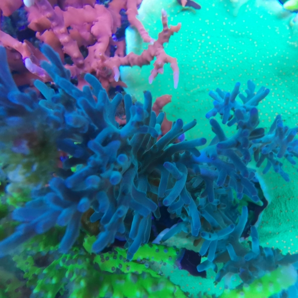 SPS korala - Hawkins Echinata acropora