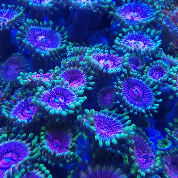 Zoanthus - Fake lime chilli