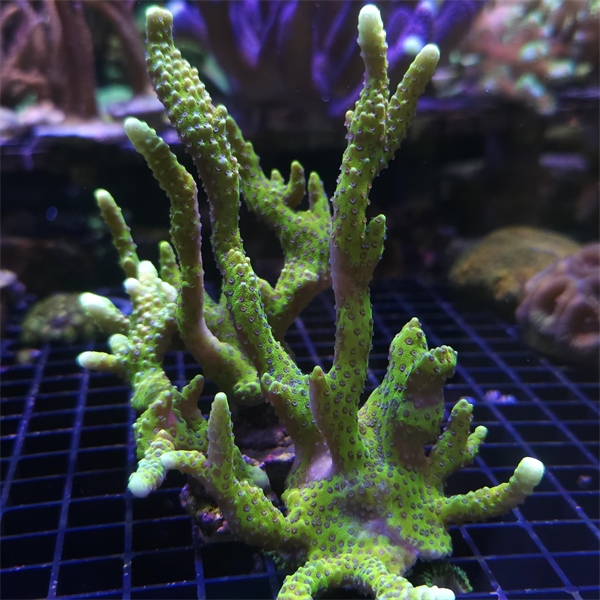 SPS korala - Incredible Hulk  Montipora