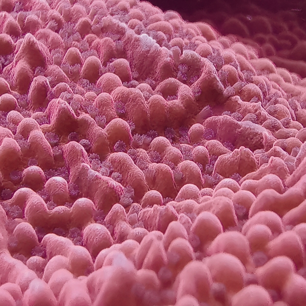 SPS koralj -JF Meanstreak montipora