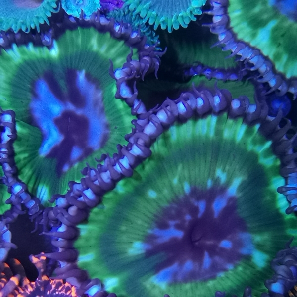 Zoanthus - Palythoa Grandis