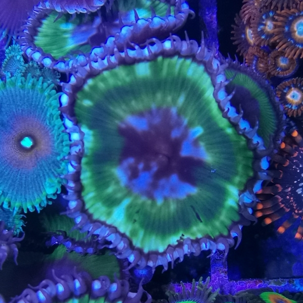 Zoanthus - Palythoa Grandis