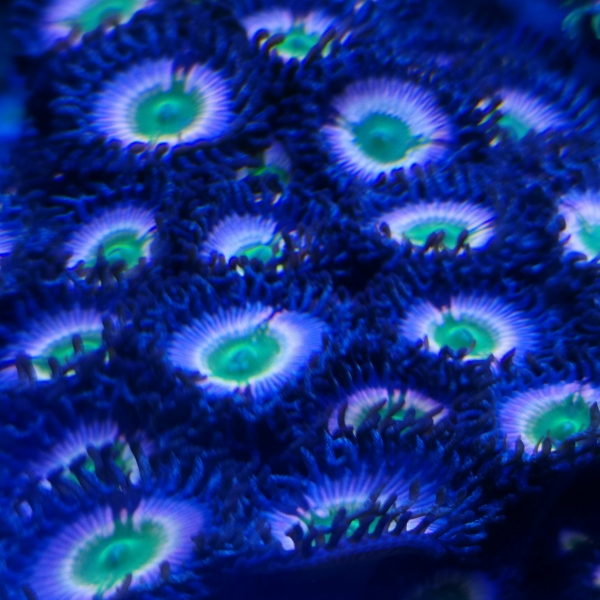 Zoanthus - Rainbow Tryee Orange