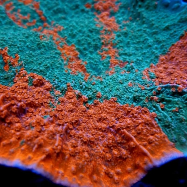 SPS korala - Grafted Montipora Capricornis