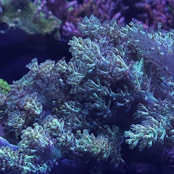 Sinularia Super Green