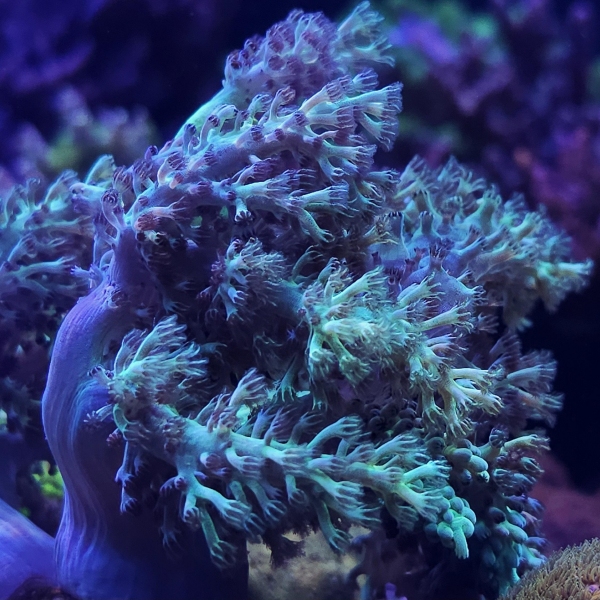 Sinularia Super Green