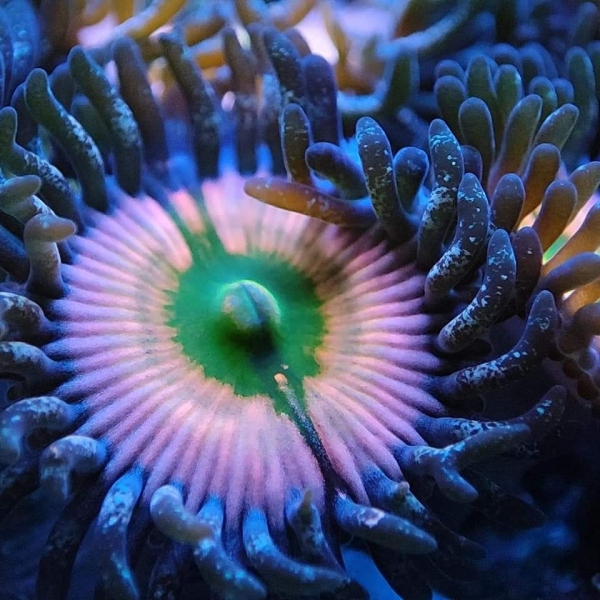 Zoanthus - Rainbow Tryee Orange