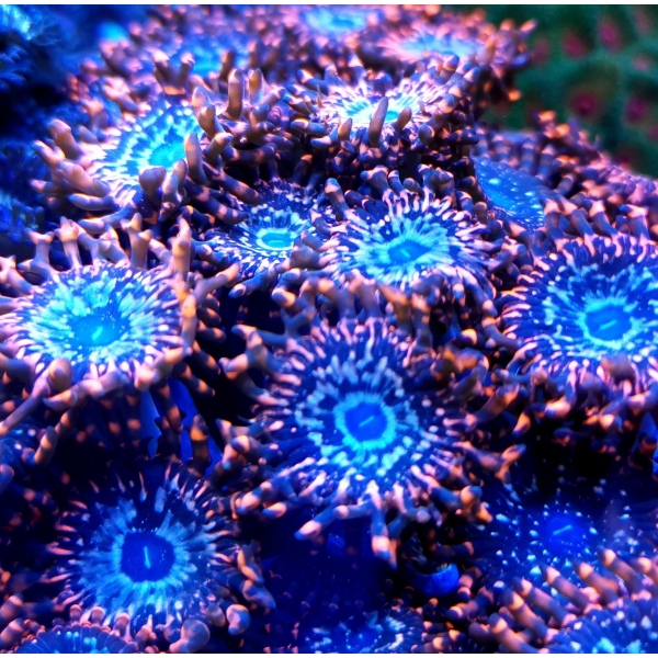 Zoanthus - Utter Chaos