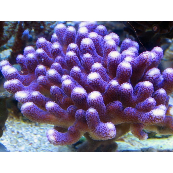 SPS koralj - Stylophora pistilata 