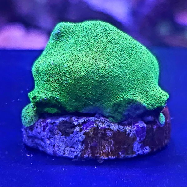 LPS koralj - Psammocora Toxic Gren