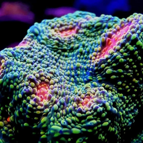 LPS korala - Bubblegum Monster Chalice